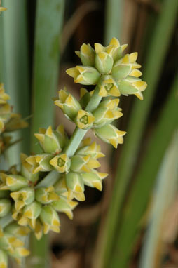 APII jpeg image of Lomandra multiflora subsp. multiflora  © contact APII