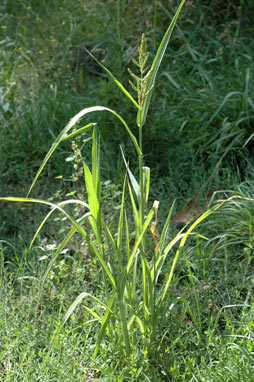 APII jpeg image of Echinochloa crus-galli  © contact APII