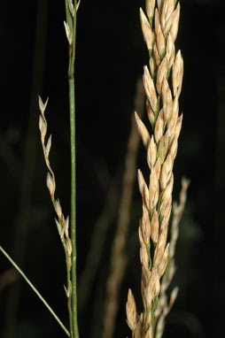 APII jpeg image of Festuca pratensis  © contact APII