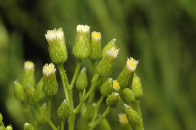 APII jpeg image of Erigeron canadensis  © contact APII