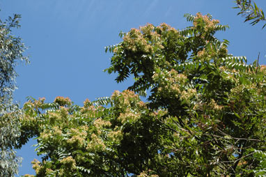 APII jpeg image of Ailanthus altissima  © contact APII