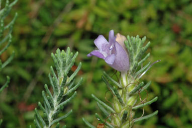 APII jpeg image of Eremophila caerulea  © contact APII