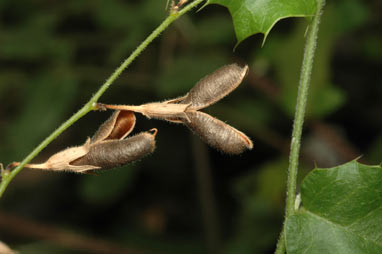 APII jpeg image of Chorizema cordatum  © contact APII