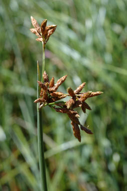 APII jpeg image of Schoenoplectus tabernaemontani  © contact APII