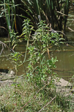 APII jpeg image of Mentha spicata  © contact APII