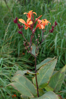 APII jpeg image of Canna indica  © contact APII