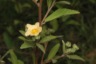 APII jpeg image of Sida rhombifolia  © contact APII