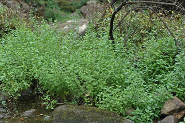 APII jpeg image of Mentha piperita f. piperita  © contact APII