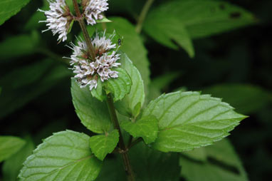 APII jpeg image of Mentha piperita f. piperita  © contact APII