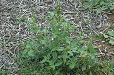 APII jpeg image of Amaranthus retroflexus  © contact APII