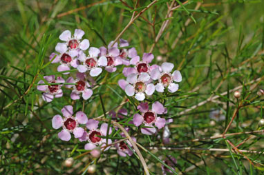 APII jpeg image of Chamelaucium uncinatum 'Cascade Brook'  © contact APII