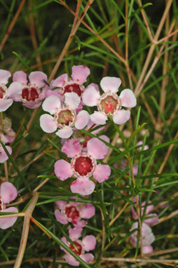 APII jpeg image of Chamelaucium uncinatum 'Cascade Brook'  © contact APII