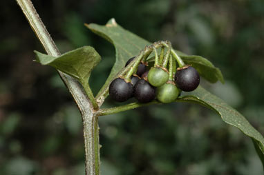 APII jpeg image of Solanum nigrum  © contact APII