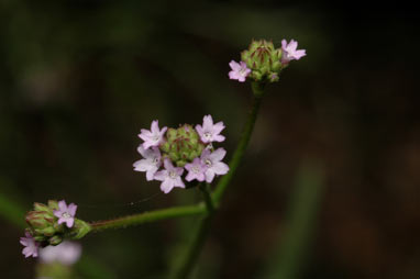 APII jpeg image of Verbena quadrangularis  © contact APII