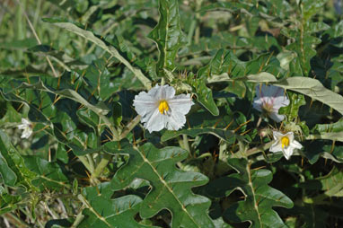 APII jpeg image of Solanum cinereum  © contact APII