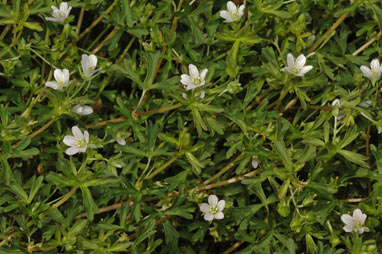 APII jpeg image of Geranium retrorsum  © contact APII