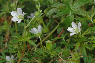 APII jpeg image of Geranium retrorsum  © contact APII