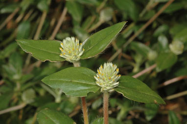 APII jpeg image of Gomphrena celosioides  © contact APII