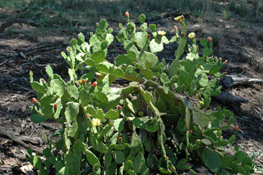 APII jpeg image of Opuntia puberula  © contact APII