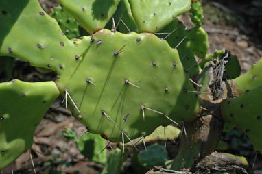 APII jpeg image of Opuntia puberula  © contact APII