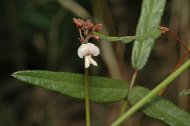 APII jpeg image of Desmodium varians  © contact APII