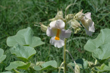 APII jpeg image of Proboscidea louisianica subsp. louisianica  © contact APII