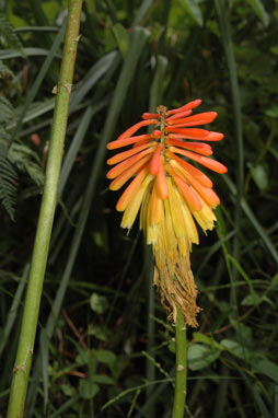 APII jpeg image of Kniphofia uvaria  © contact APII