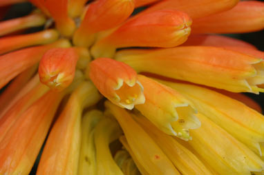 APII jpeg image of Kniphofia uvaria  © contact APII