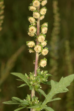 APII jpeg image of Ambrosia artemisiifolia  © contact APII