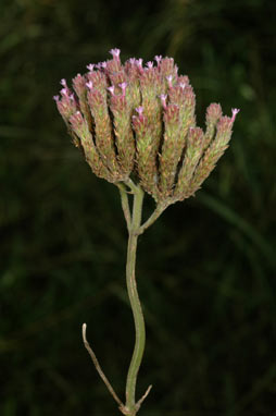 APII jpeg image of Verbena bonariensis  © contact APII