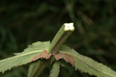 APII jpeg image of Verbena bonariensis  © contact APII