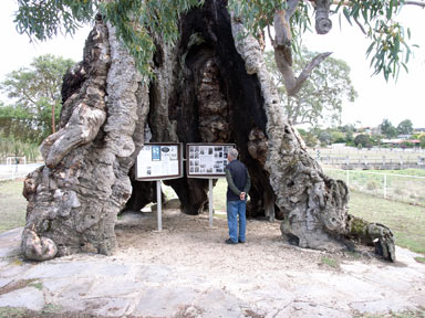 APII jpeg image of Eucalyptus camaldulensis  © contact APII