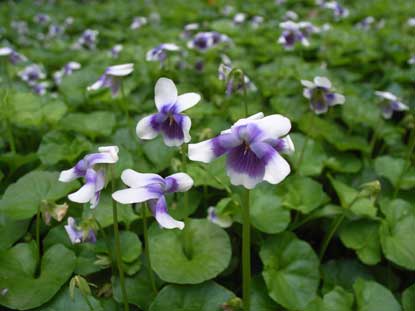 APII jpeg image of Viola hederacea  © contact APII