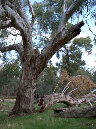 APII jpeg image of Eucalyptus camaldulensis  © contact APII