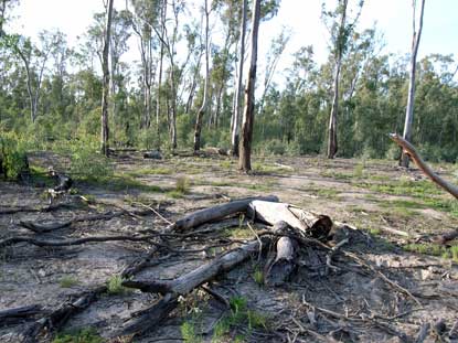 APII jpeg image of Eucalyptus camaldulensis  © contact APII