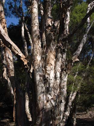 APII jpeg image of Melaleuca preissiana  © contact APII