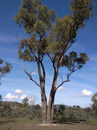 APII jpeg image of Eucalyptus bridgesiana  © contact APII