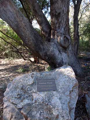 APII jpeg image of Eucalyptus viminalis subsp. pryoriana  © contact APII