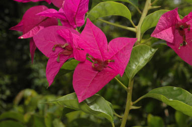 APII jpeg image of Bougainvillea glabra  © contact APII