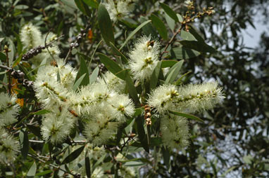 APII jpeg image of Melaleuca quinquenervia  © contact APII