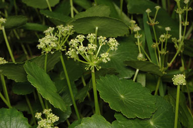 APII jpeg image of Hydrocotyle bonariensis  © contact APII