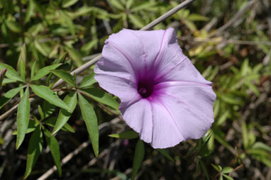 APII jpeg image of Ipomoea cairica  © contact APII