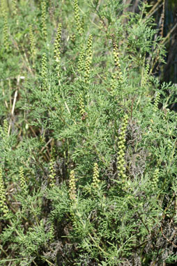 APII jpeg image of Ambrosia tenuifolia  © contact APII