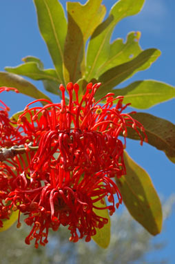 APII jpeg image of Stenocarpus sinuatus  © contact APII