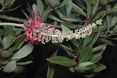 APII jpeg image of Grevillea gillivrayi  © contact APII