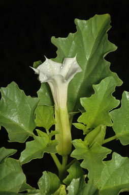 APII jpeg image of Datura ferox  © contact APII