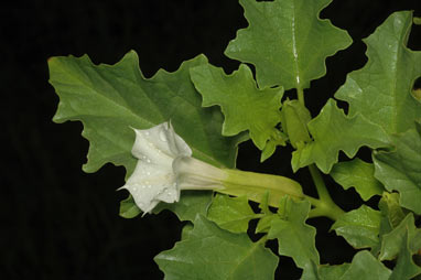 APII jpeg image of Datura ferox  © contact APII