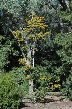 APII jpeg image of Auranticarpa rhombifolia  © contact APII