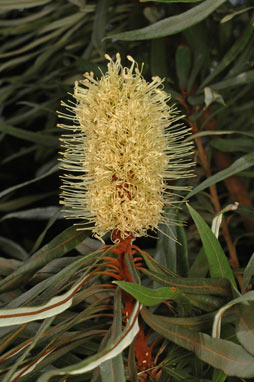 APII jpeg image of Banksia integrifolia var. aquilonia  © contact APII