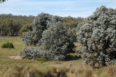 APII jpeg image of Eucalyptus cinerea  © contact APII